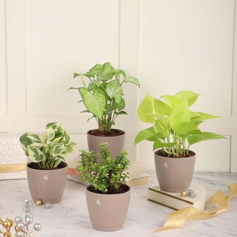 71gG F6QTdL. SL1500 Nurturing GreenÂź Combo of 4 Indoor Live Plants