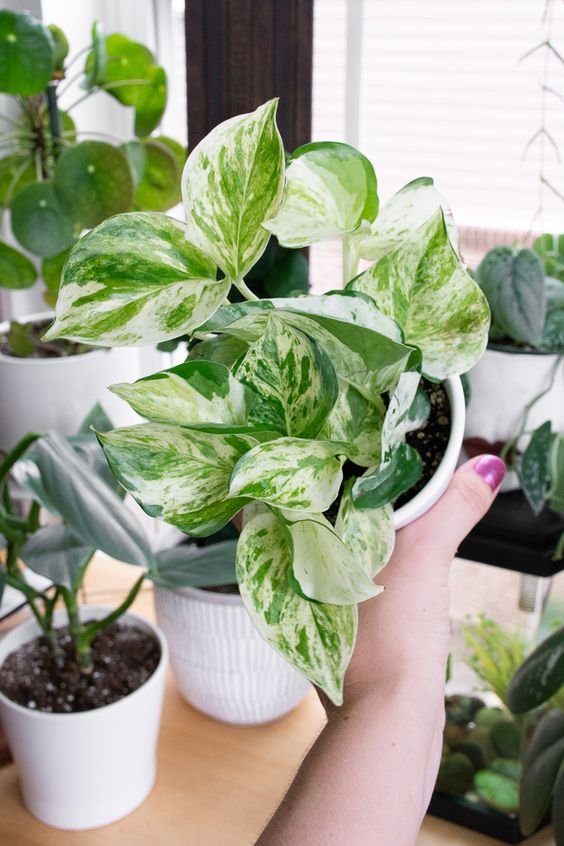 Pothos Ornamental Plant