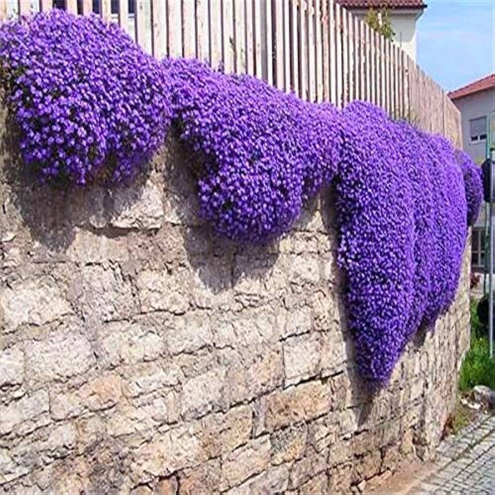 Rock Cress Ornamental Plant