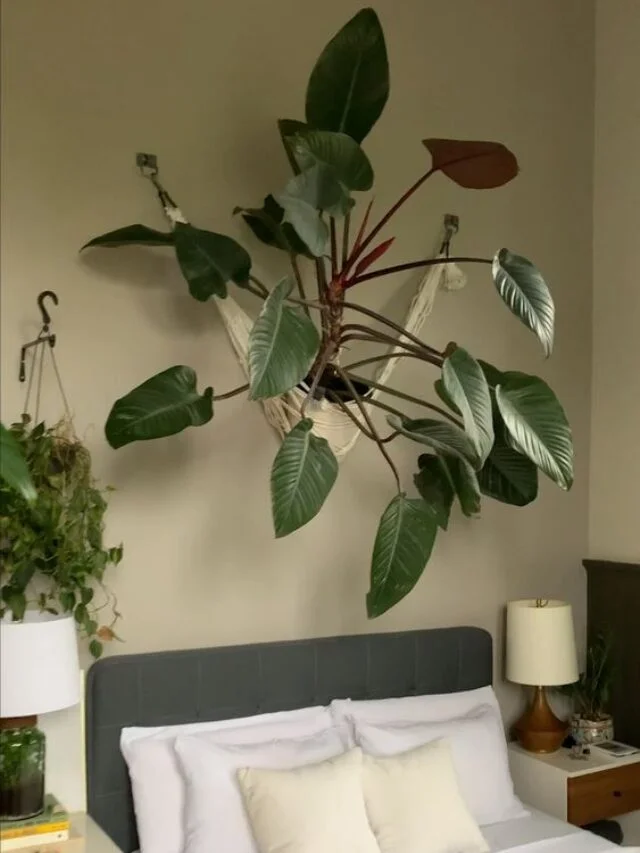 Calathea Ornamental Plant