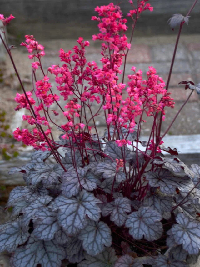 Columbine Coral Bells Ornamental Plant