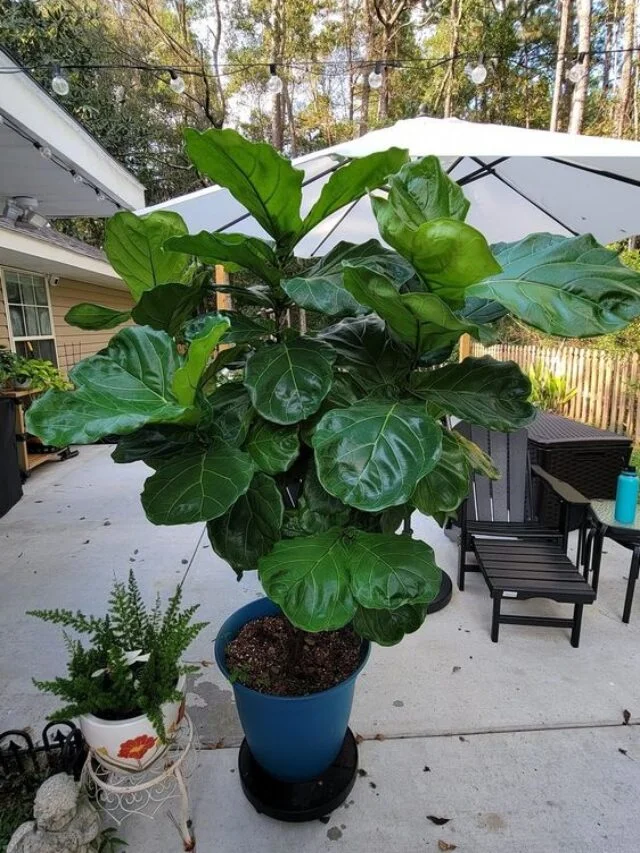 Fiddle Leaf Fig Ornamental Plant
