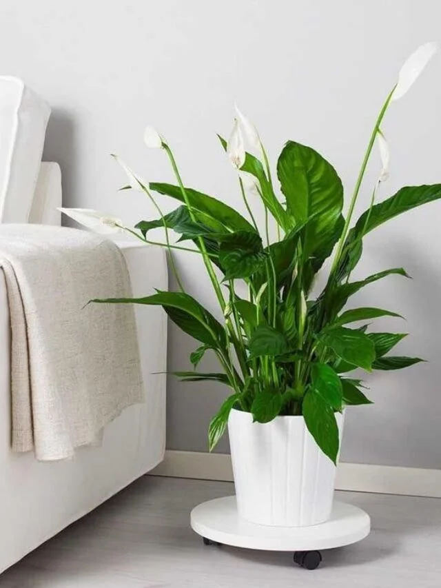Peace Lilies Air Purifying Plants