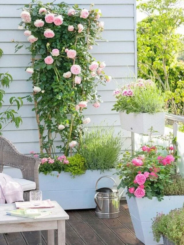 Rose Ornamental Plant