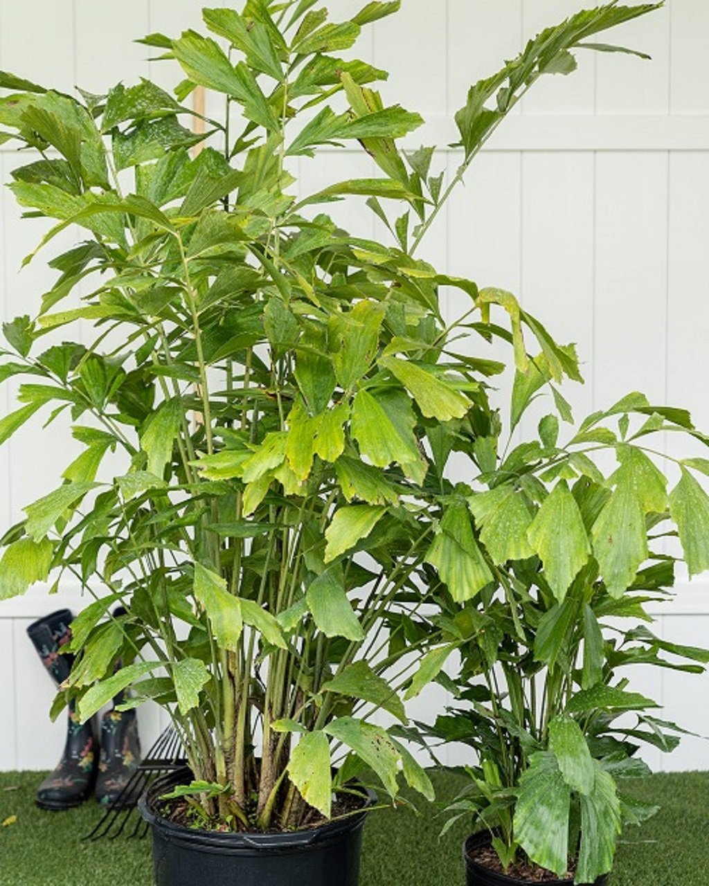 Fishtail-Palm-Tall-Plant