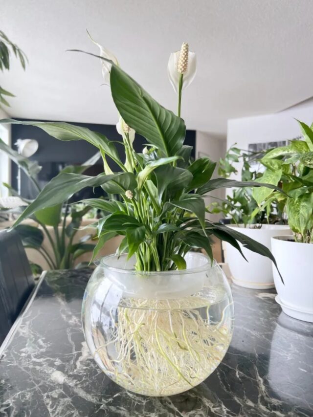 Explore the Magic of Growing Plants in Water