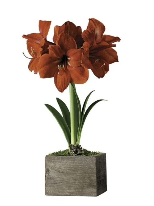 Red Amaryllis Indoor Flower Plants