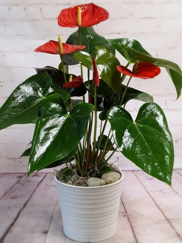 Anthurium Plant