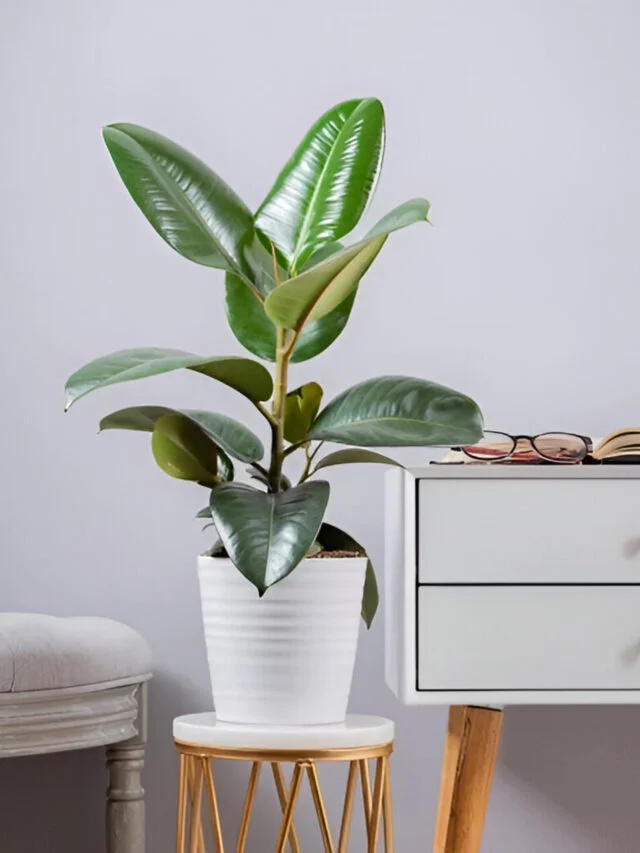 Benefits of Rubber Plants