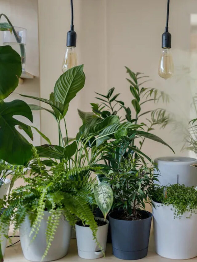 Transform Your Spaces with Indoor Gardens