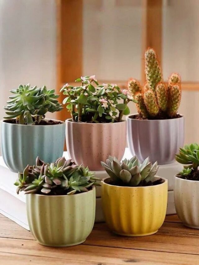 How To Care for a Succulent Plant?