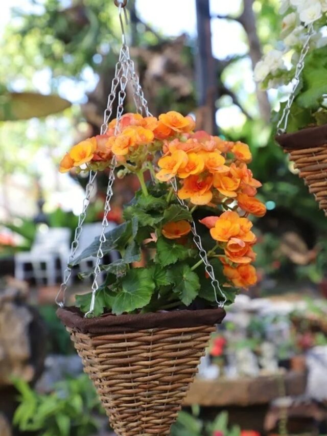 Create Magic with Hanging Flower Baskets