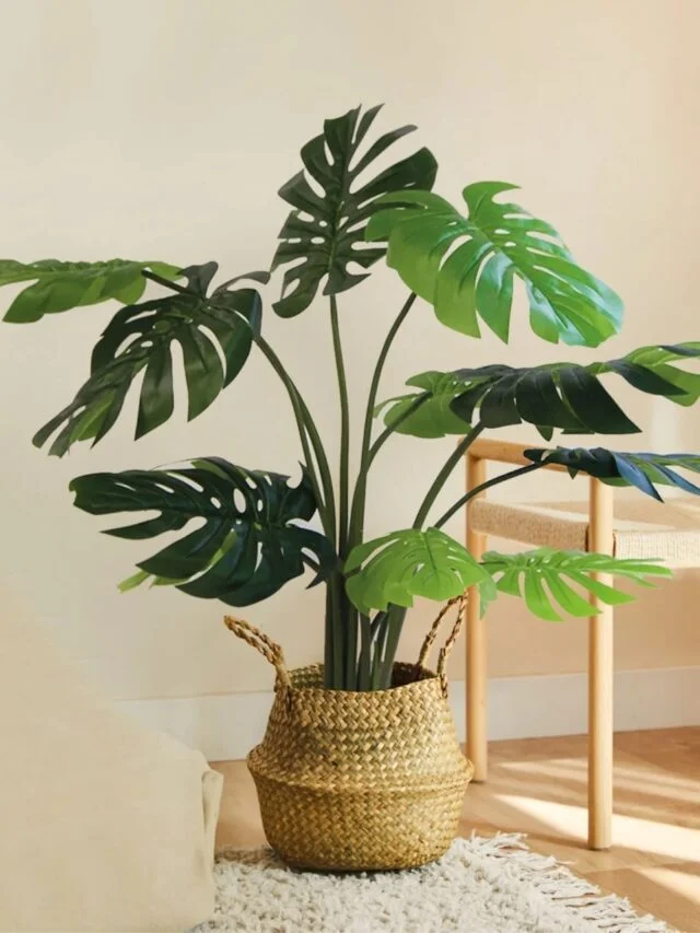 Monstera Plant