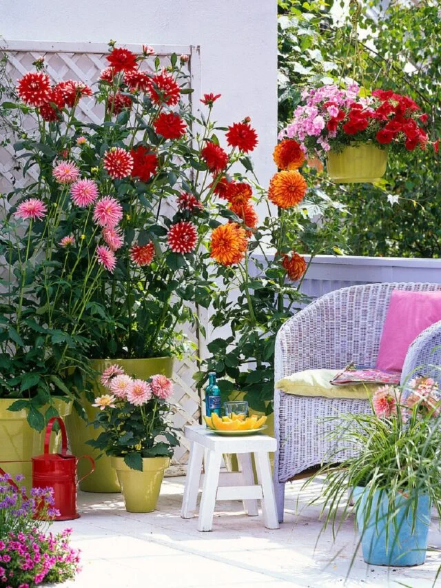 Dahlia-Flowering-Plant