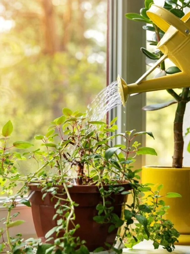 Water-Tips-for-Indoor-Garden