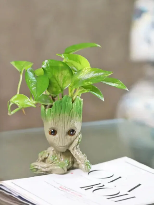 Improves Concentration with Money Plant