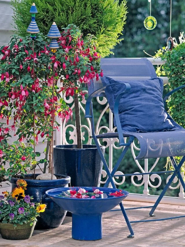 Fuchsia-Flowering-Plant