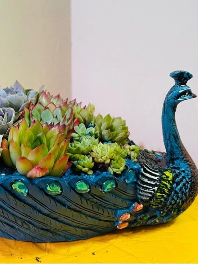 Peacock-Succulent-Planter