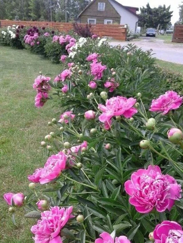 Peony-Outdoor-Plant