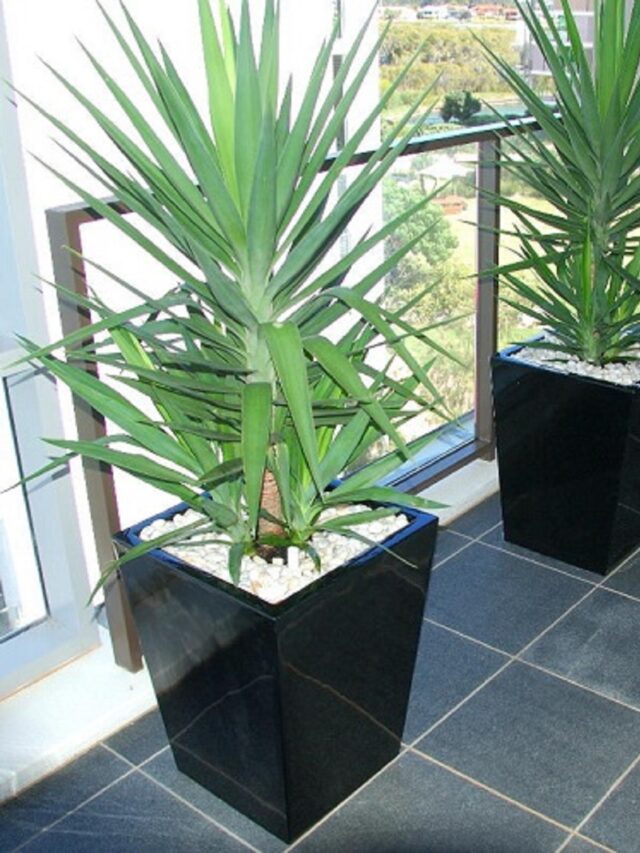 Stylish Tall Plants for Home Decor