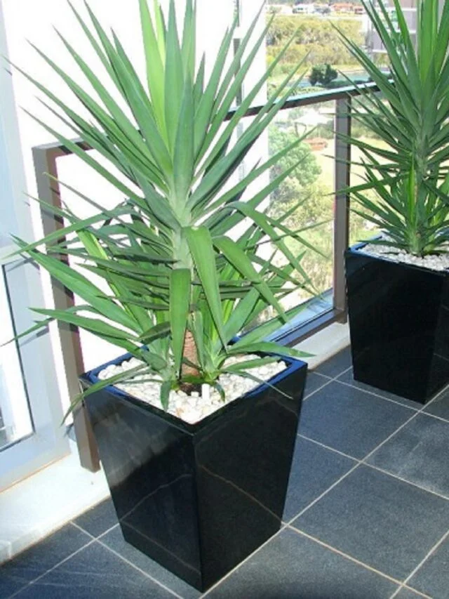 Yucca-Tall-Plant