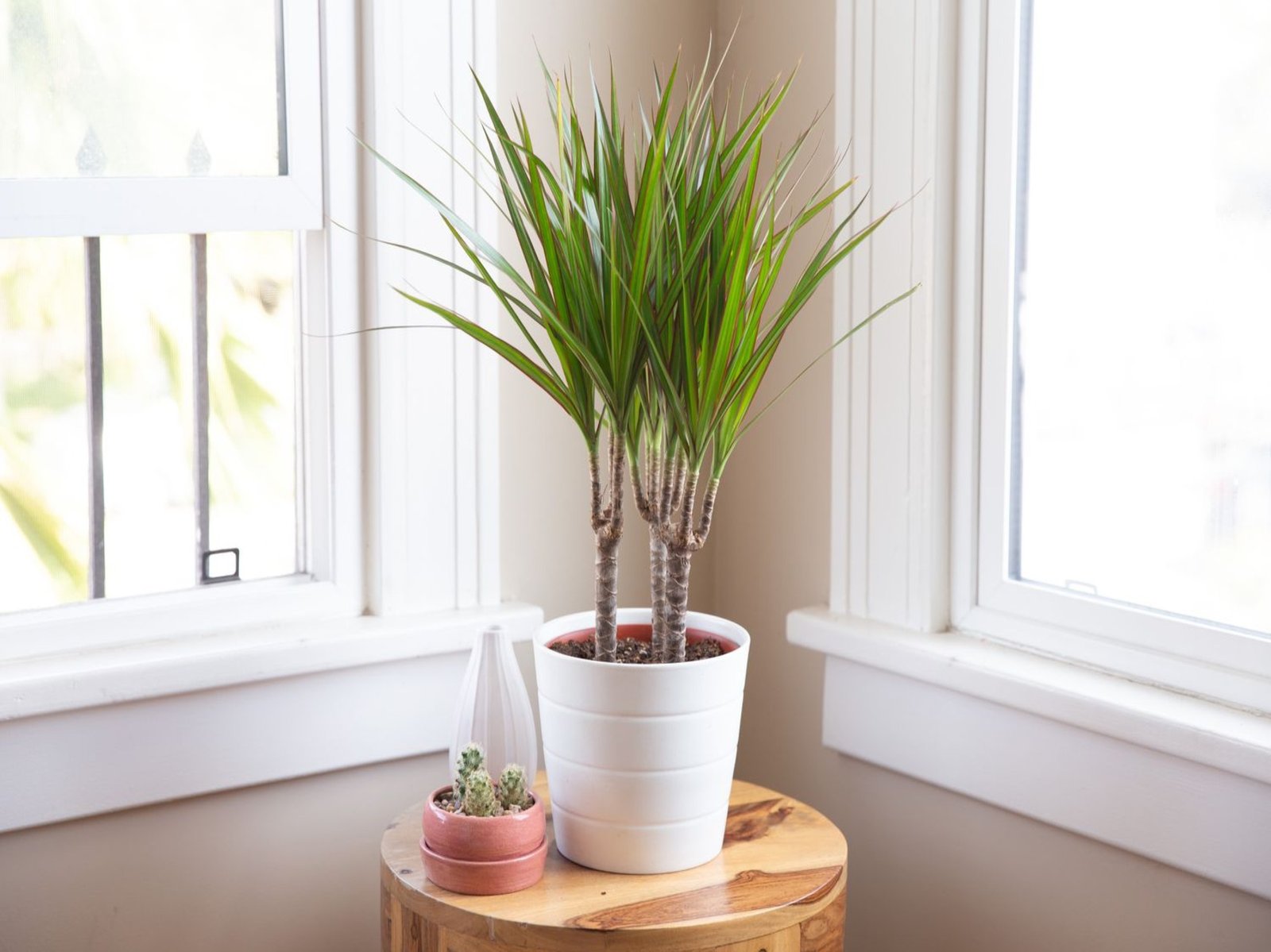 Dracaena Marginata Plant