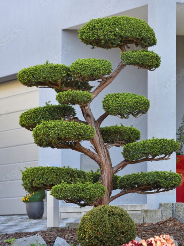 Peaceful Bonsai Front Yard Landscaping Ideas