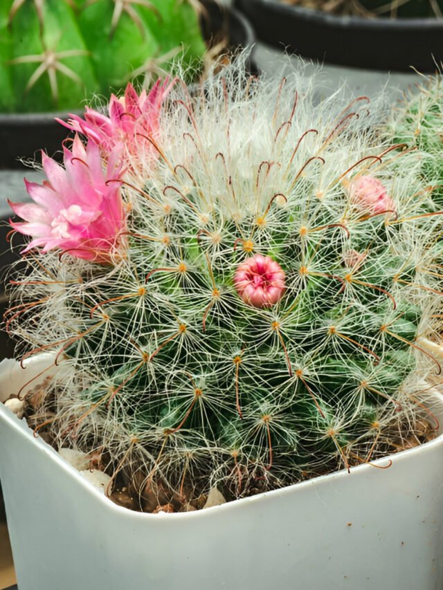 Mammillaria Cactus Plant