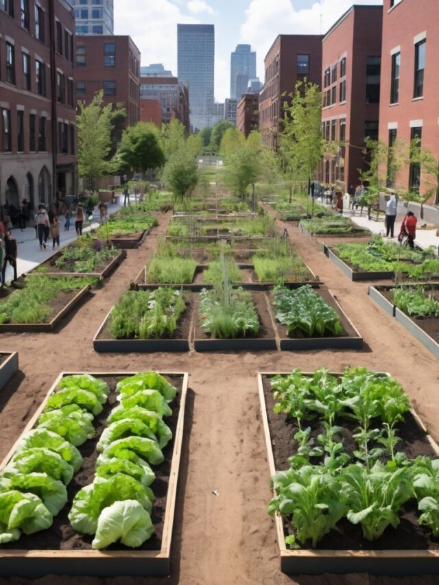 Fundamental Concepts for Public Vegetable Garden