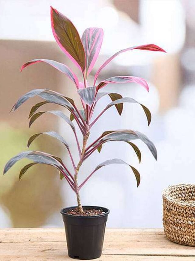 Dracaena Mahatma Plant