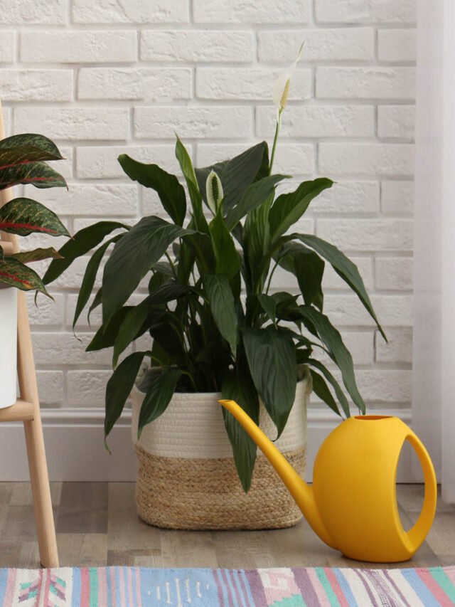 Unveiling the Peace Lily Care Secrets