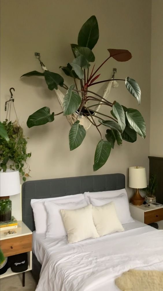 Calathea Ornamental Plant