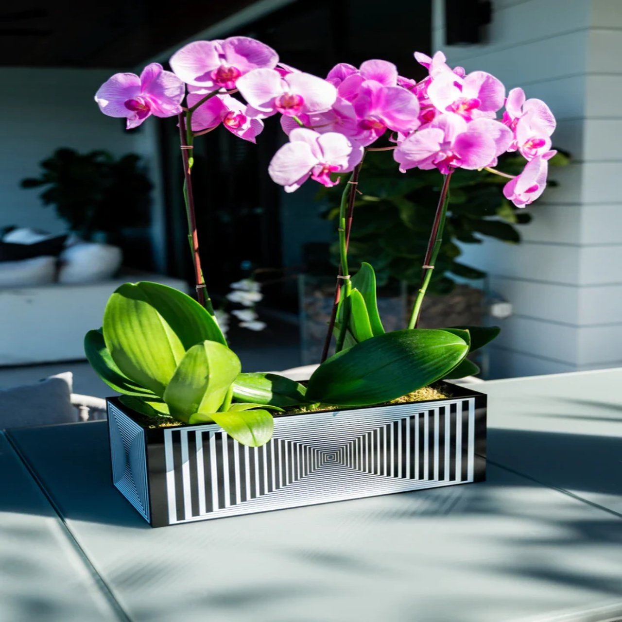 Acrylic Multi Orchid Pot