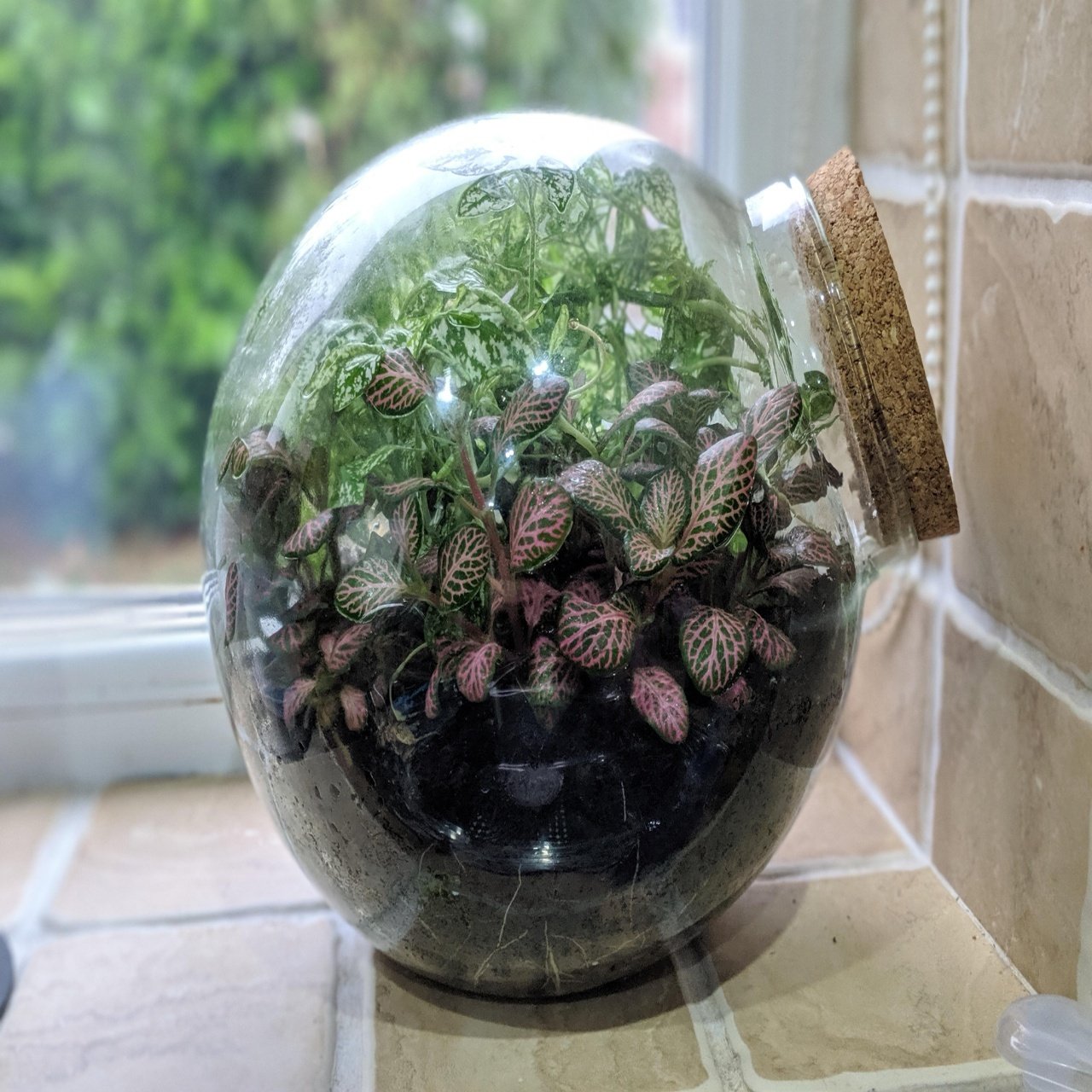 Fittoniaterrarium Palnt