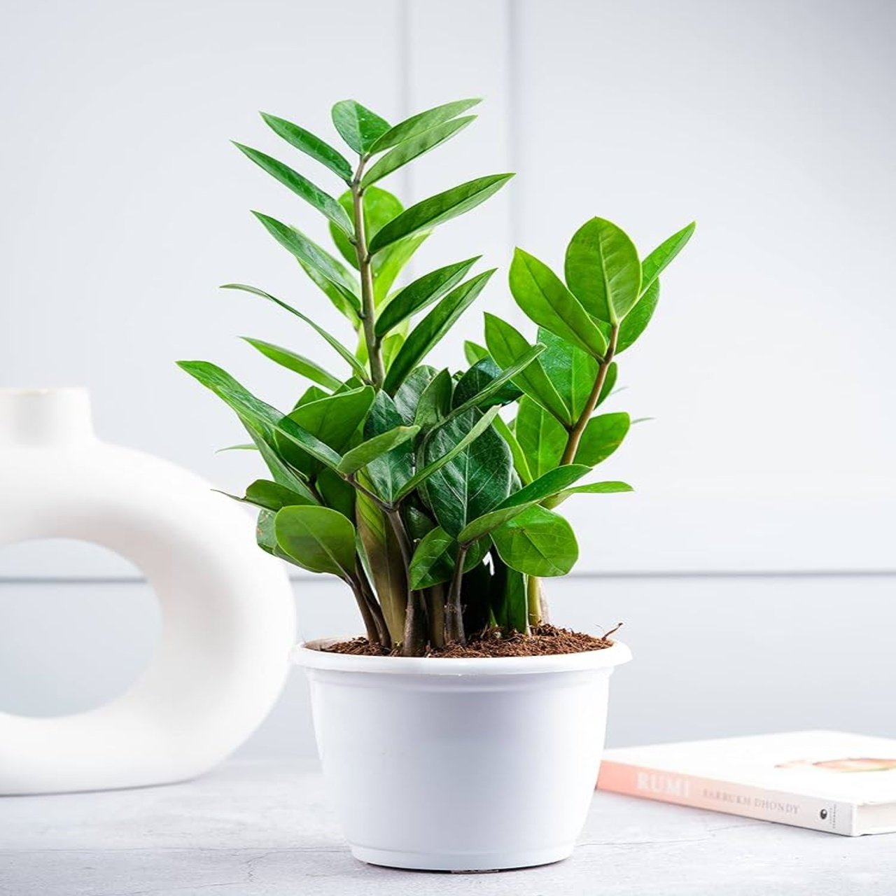 The ZZ Plant