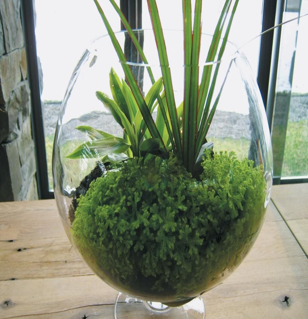 Top Terrarium Plants For Your Indoor Garden