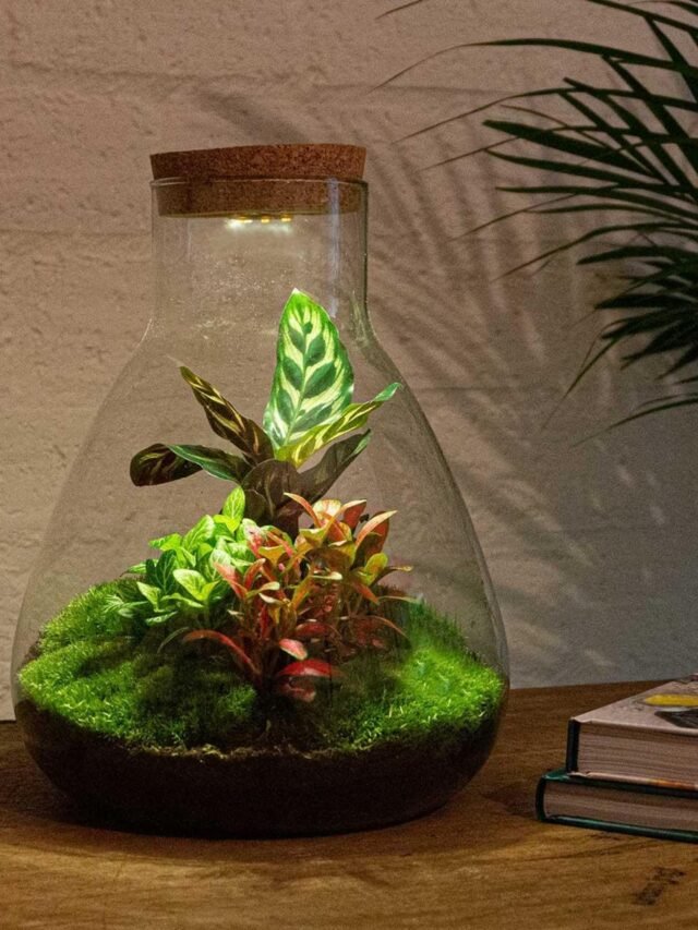 Calathea Terrarium Plant