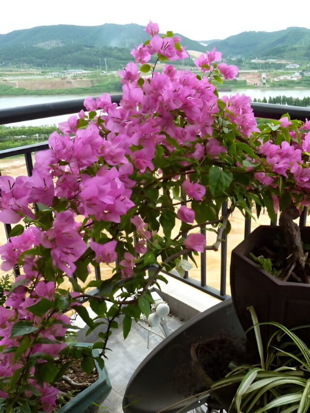 Bougainvillea Plant for a Balcony