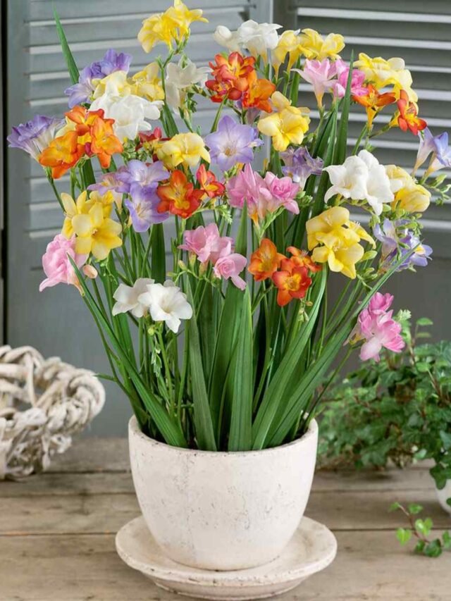 Freesia Flowering Plant