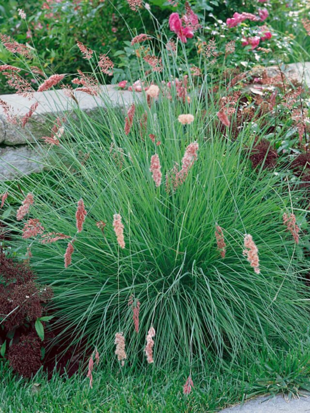 Red top Grass Type