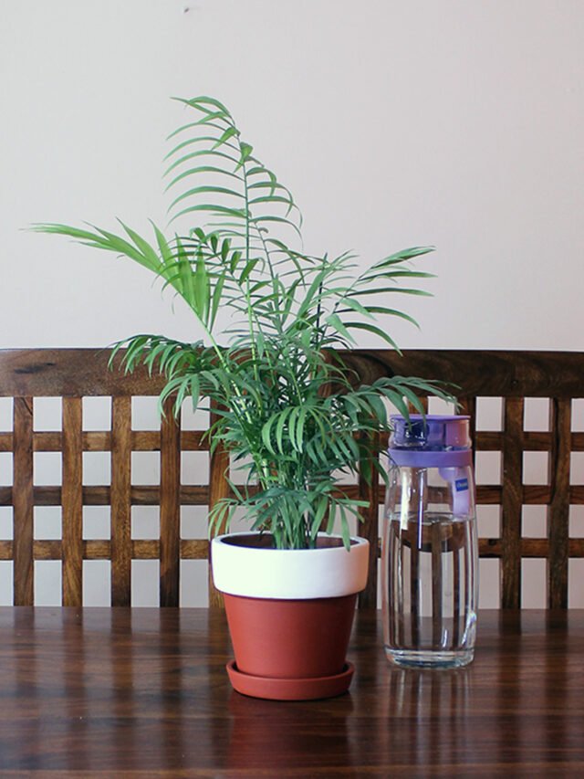 Parlor Palm Ornamental Plant