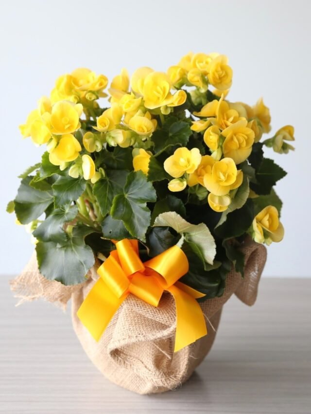 Top 15 Gift Plants for Birthday Gifts