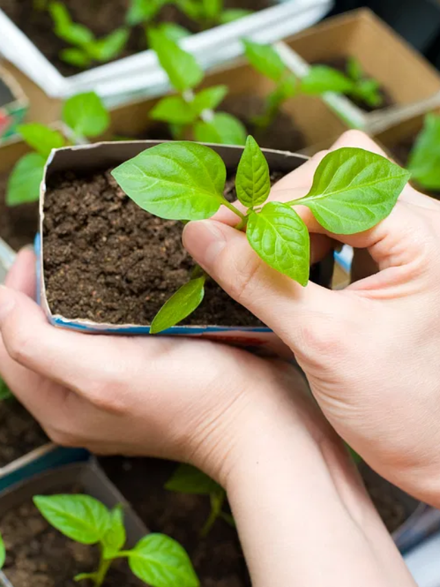 Herbs for Kitchen Garden