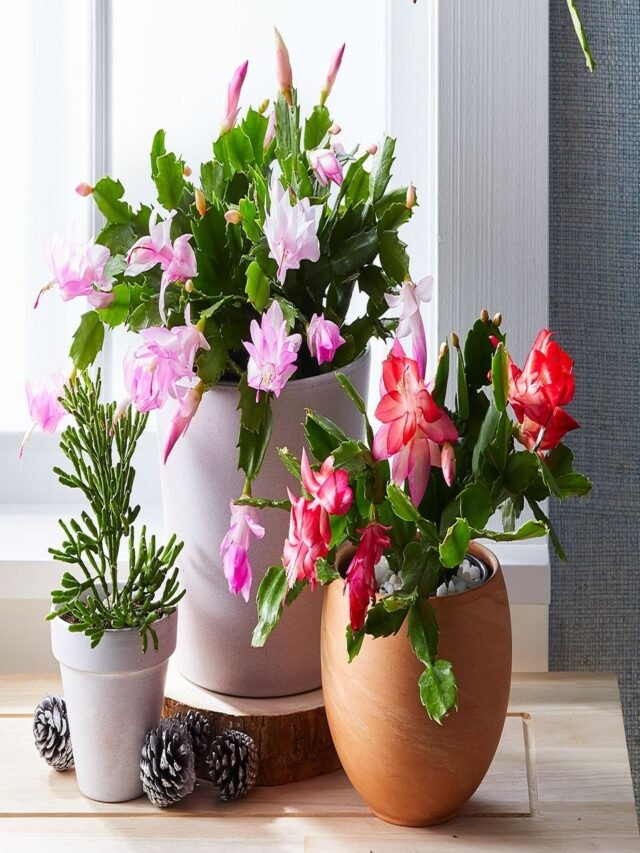 Christmas Cactus