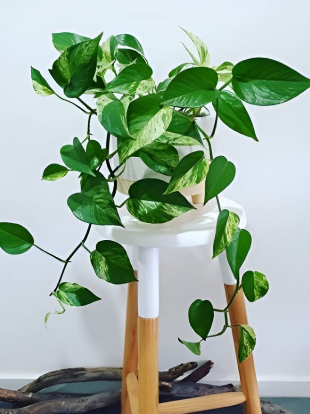 Jessenia Pothos Money Plant