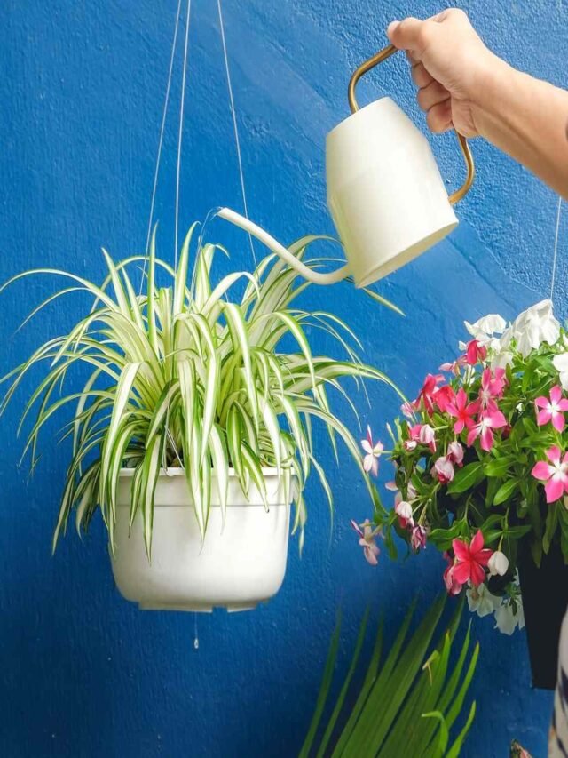 Watering Tips for Spider Plant