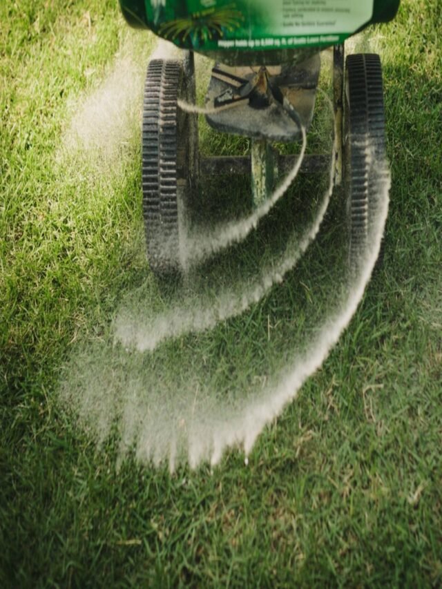 Fertilizing Your Lawn