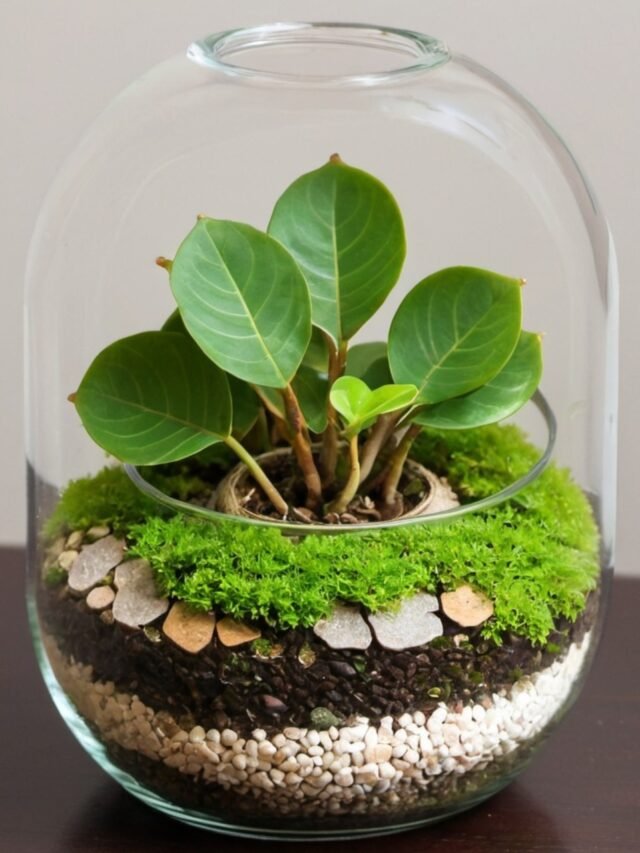 Ficus Pumila Terrarium Plant