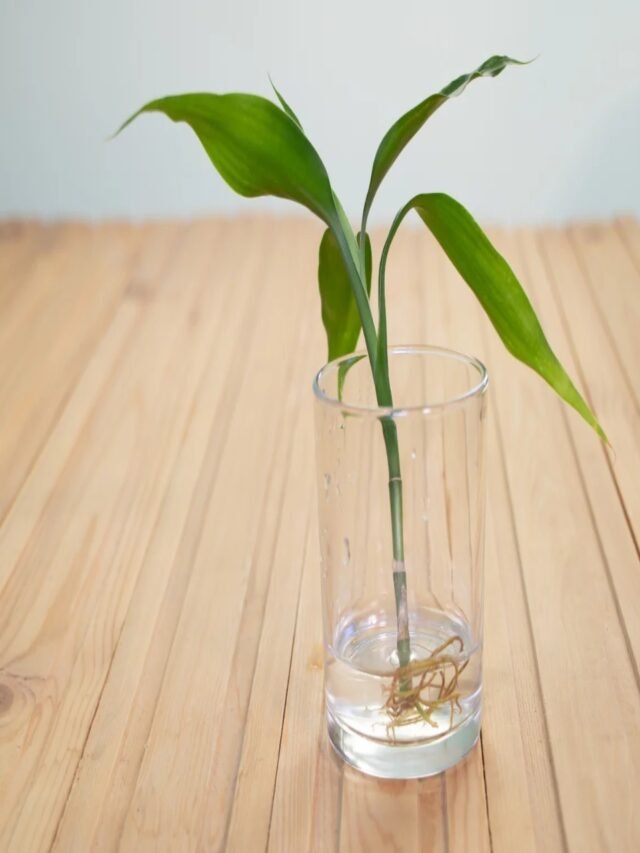 Propagation Methods for Lucky Bamboo