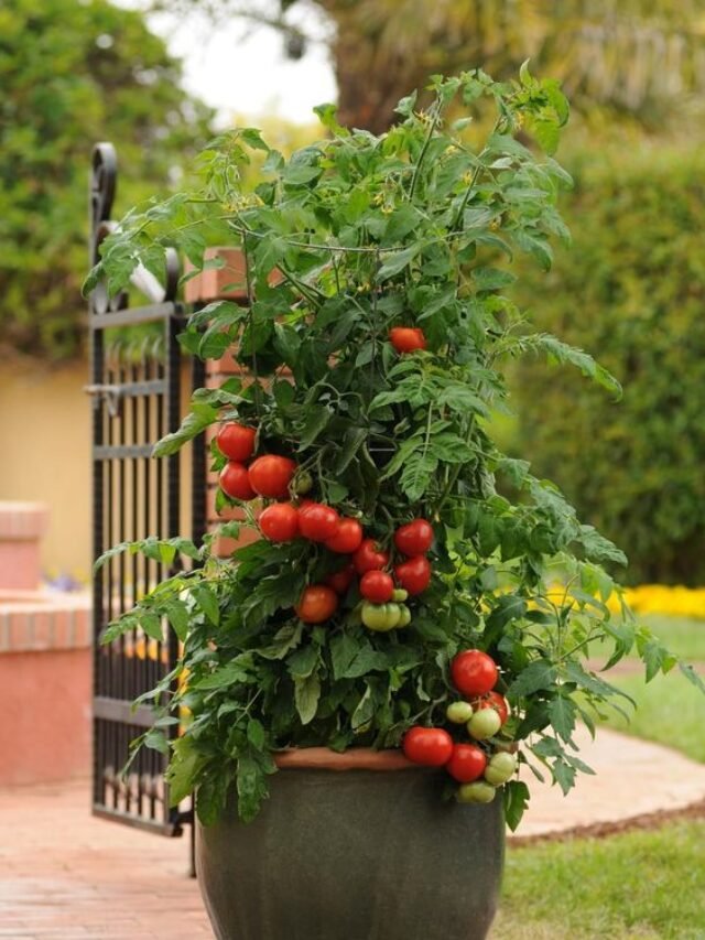 Tomato Outdoor Plant